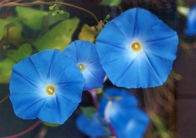 SUAA Morning Glory Flower Seed Seed(30 per packet)