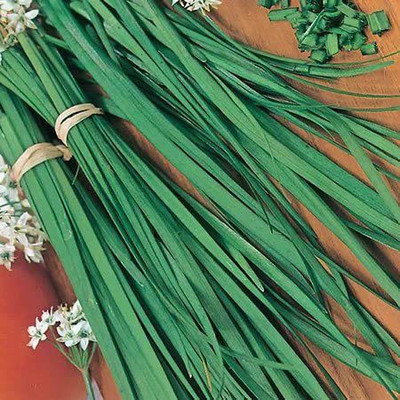 CYBEXIS LX-30 - Chinese Chive Leek - (750 Seeds) Seed(750 per packet)