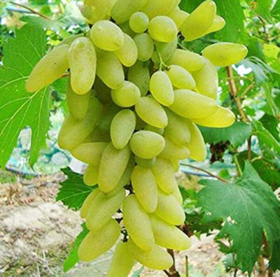 VS GLOBAL grapes fruit seeds ( 20 per packet ) Seed(20 per packet)
