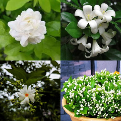 ibains Harsingar seeds for planting bij 20 Seed(20 per packet)