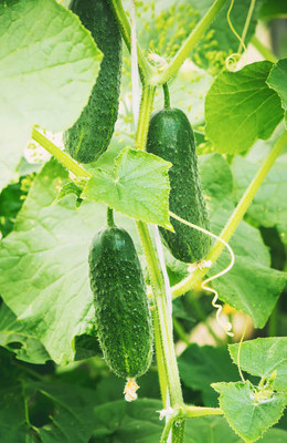 AFARTIOBINA 27 PCS CUCUMBER SEEDS Seed(27 per packet)