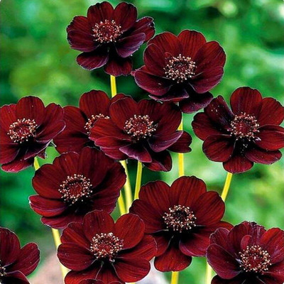 CYBEXIS Chocolate Cosmos Seeds Cosmos Bipinnatus Cliopsis Seed(50 per packet)