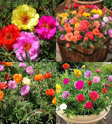 ibains Portulaca flower seeds bij 83 Seed(83 per packet)