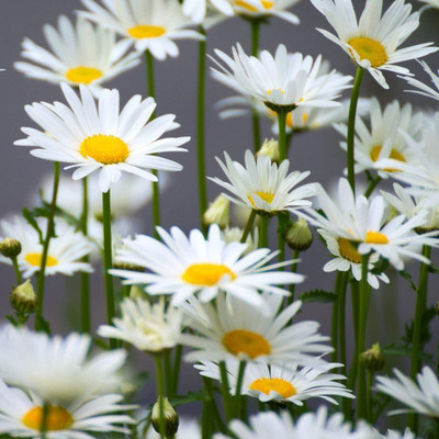 VibeX XLR-74 - Roman / German Chamomile - (2250 Seeds) Seed(2250 per packet)