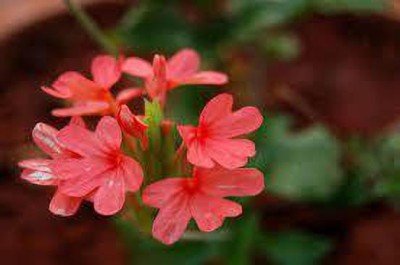 Oliver kanakambaram,firecracker,tropical flame,orange colour flower seed Seed(40 per packet)