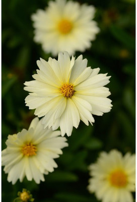 CYBEXIS Coreopsis, UpTick Cream 100 Seeds Seed(100 per packet)
