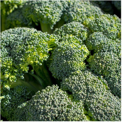 WILLVINE MEH -VII Green Sprouting Calabrese Broccoli [2.5g] Seed(750 per packet)