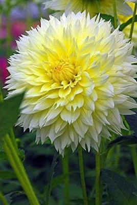 Aywal Dahlia Bonsai Flowers Seeds Multicolour Mixed Seed(40 per packet)