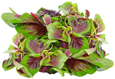 URRO Green Amaranth ( Totakura ) Seed(500 per packet)