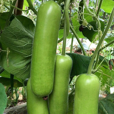 BSARKAR round bottle gourd seed Seed(20 per packet)
