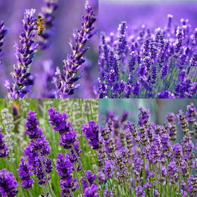 ibains lavender seeds 7 Seed(7 per packet)