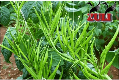 zuli Cluster bean, Pack of 2 packet, Gawar ki fali Seed(100 per packet)