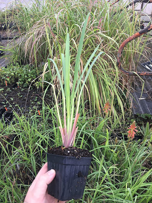 CYBEXIS PAU-96 - Mosquito Repellent Lemongrass - (2250 Seeds) Seed(2250 per packet)