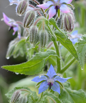 Qualtivate VVI-69 Borage Cucumber Flavored Leaves Seed(100 per packet)