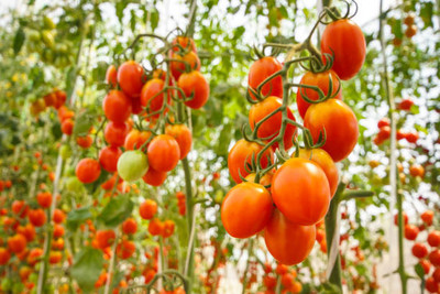 Rani Sati Creation tomato Seed(90 per packet)