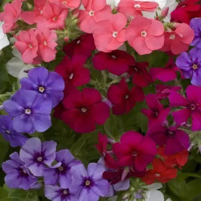 Aro Phlox beauty Seed(120 per packet)