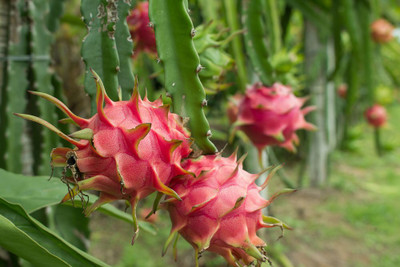 Aywal Dragon Fruit Pitaya Organic Seed(95 per packet)