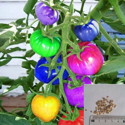 CYBEXIS Multicolor Tomato Seeds2000 Seeds Seed(2000 per packet)