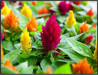 CYBEXIS VXI-70 - Celosia Mix also called Cockscomb - (540 Seeds) Seed(540 per packet)