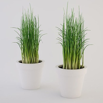 CRGO ™ VXL-174 Indoor Herb Garden Chives Seed(50 per packet)