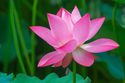 Shudh Online lotus,kamal gatta Seed(14 per packet)