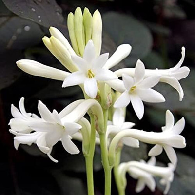 zabbus Rajnigandha Flower Bulbs for All Season Seed(10 per packet)