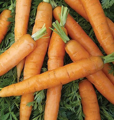 CYBEXIS Fast Germination Mini Carrot - Little Finger Seeds4000 Seeds Seed(4000 per packet)