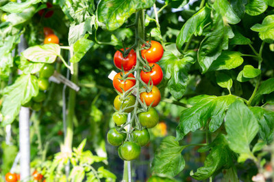 Haritadhara tomato Seed(100 per packet)