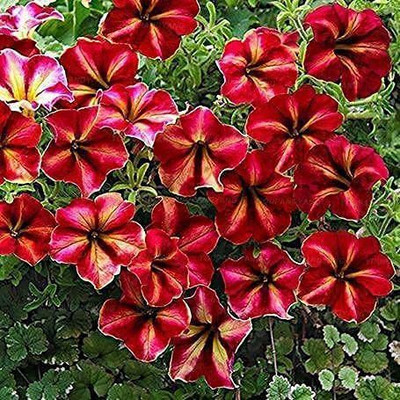 WILLVINE VVI-321 Petunia Multiflora Seeds Seed(50 per packet)