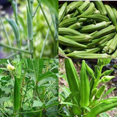 ibains f1 hybrid okra plant seed 17 Seed(17 per packet)