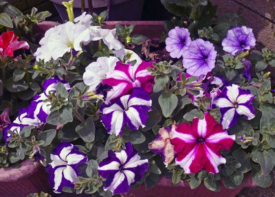 Mozette Exotic petunia ultra star Seed(45 per packet)