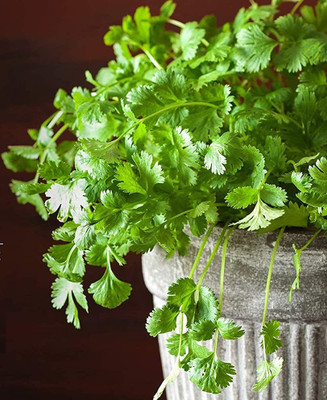 CYBEXIS NBIR-25 - Cruiser Cilantro - (750 Seeds) Seed(750 per packet)