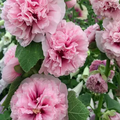Aywal Hollyhock Hybrid Seed(20 per packet)