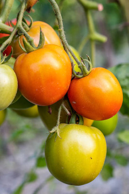 Tigress tomato Seed(30 per packet)