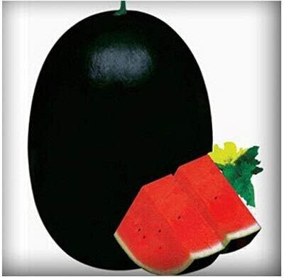 Qualtivate FXL-5AT Watermelon Fruit for Planting Red Seed(100 per packet)