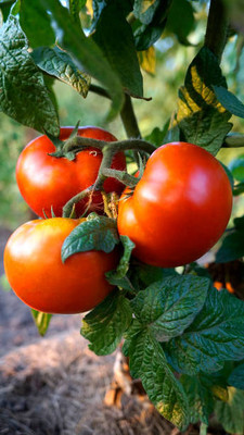 Shyamkripa creation tomato Seed(145 per packet)