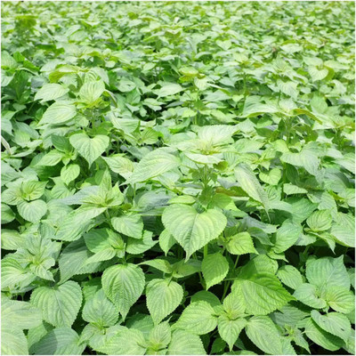 VibeX ® XLR-65 Green Shiso Perilla Seed(300 per packet)