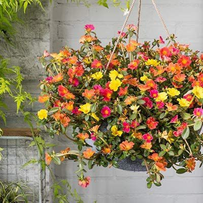 ACCELCROP Portulaca Hybrid Mixed Flower Seed(36 per packet)