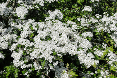 Bharath Agencies gypsophila flower Seed(200 per packet)