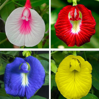 Greenfall Aparajita Flower Seeds, Colorful Mix (20 Per Packet) Seed(20 per packet)