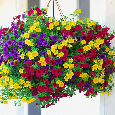 CYBEXIS VVI-4 - Petunia Mixed Color Plant - (540 Seeds) Seed(540 per packet)