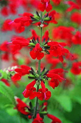 VibeX ® RXI-294 Summer Jewel Red Sage Salvia Seeds Seed(200 per packet)