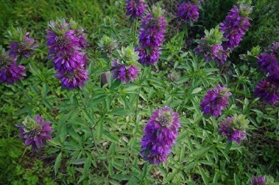 VibeX LXI-56 - Lemon Bee Balm (Lemon Mint) - (750 Seeds) Seed(750 per packet)