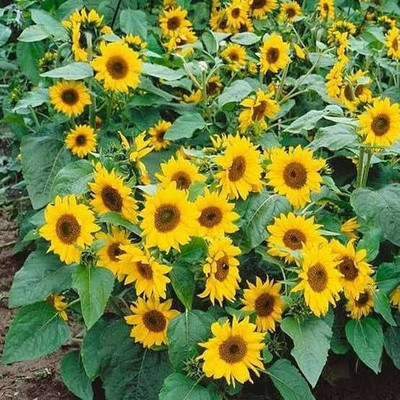 Greenfall Dwarf Sunflower Seeds for All Seasons - (30 Seeds Per Pack) Seed(30 per packet)