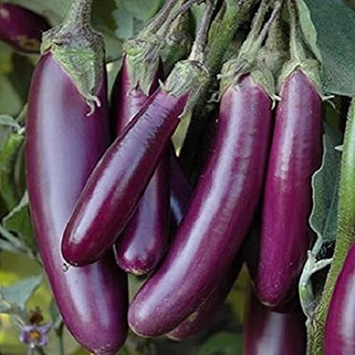 Qualtivate PUA-6A F1 HYBRID BRINJAL LONG SEEDS Seed(300 per packet)