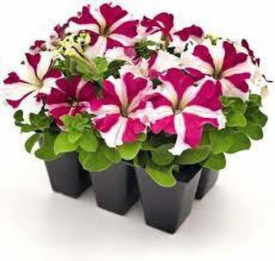 XOLDA Exotic petunia ultra star Seed(37 per packet)