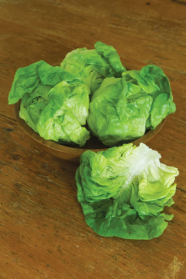 CYBEXIS PUAS-94 - Dynamite Lettuce - (1350 Seeds) Seed(1350 per packet)