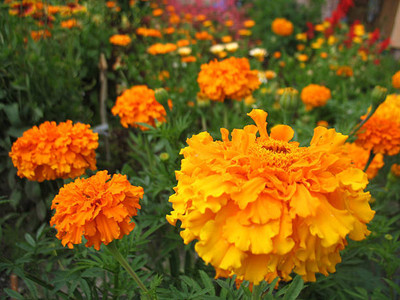 SeedLife marigold,gende ka phool seeds Seed(21 per packet)