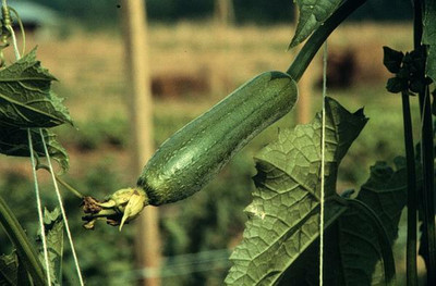 UGRA Organic Luffa Sponge Gourd Seeds Seed(80 per packet)