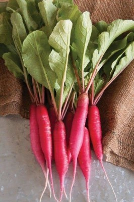 Aywal Hybrid Vegetable Seeds - Mooli Seeds - (Red Long Radish) Seed(900 per packet)